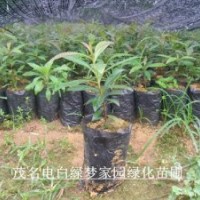供應(yīng)金蒲桃/黃金熊貓小苗