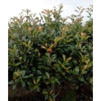 紅葉石楠球,雪松,桂花