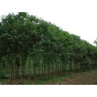 給大葉女貞治療病情