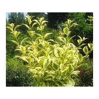 讓大葉女貞少生病的妙方