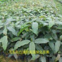 供應(yīng)大葉榕小苗