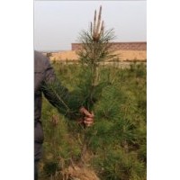 2013黑松苗30公分供應