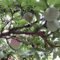 山東紅葉李，山東紅葉李夏季管理小妙招
