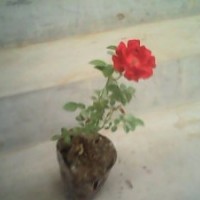 定州市月季花基地