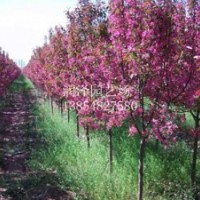 潤(rùn)澤北美海棠苗基地，買(mǎi)北美海棠苗就到潤(rùn)澤園藝場(chǎng)