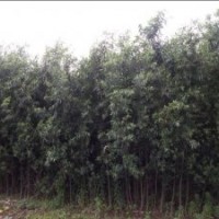 長期大量供應(yīng)速生竹柳樹苗3-3.5米（可帶根或帶土球）