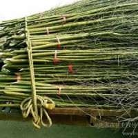 長期大量供應(yīng)速生竹柳樹苗3.5-4米（可帶根或帶土球）