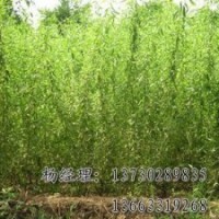 垂柳批發(fā)供應(yīng)海源廠家