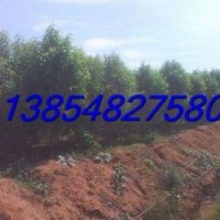 供應(yīng)3公分龍柱碧桃，4公分龍柱碧桃價(jià)格，龍柱碧桃基地