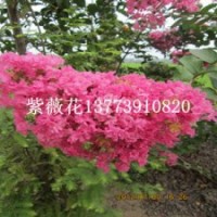 紫薇小苗移植的季節(jié)已經到來紫薇苗價格