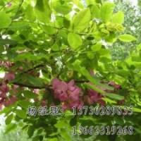 速生柳保定海源供應(yīng)