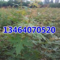 五角楓，金葉復(fù)葉槭，紫葉稠李，紅葉李，山桃稠李