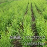 垂柳專業(yè)供應(yīng)海源物美價(jià)廉