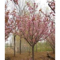 出售紅豆杉，玉蘭，紅葉李，櫻花小苗