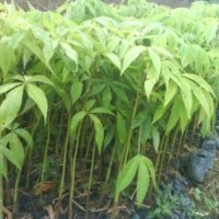 美麗異木棉苗，美麗異木棉樹苗，美人樹苗