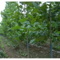 10公分法桐專供 苗圃量大價(jià)格低