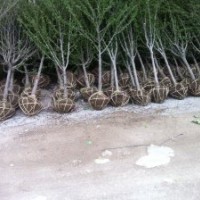 優(yōu)質(zhì)木槿花樹苗|木槿花樹|木槿花價(jià)格|，誠(chéng)信為本