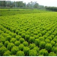 供應(yīng)灑金柏苗，15cm____80cm灑金柏