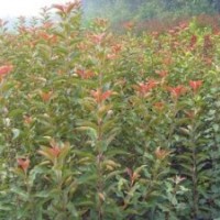 供應(yīng)西府絢麗海棠樹(shù)苗