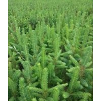 出售二年云杉 四年云杉