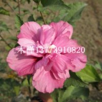 江蘇紅花重瓣木槿小苗大量批發(fā)紅花木槿苗