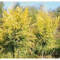 買(mǎi)矮干金葉榆到中華園林