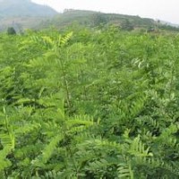 刺槐苗出售//刺槐小苗供應(yīng)//刺槐小苗價(jià)格
