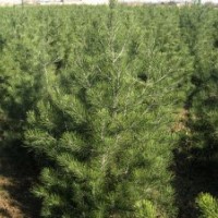 白皮松的規(guī)格，白皮松的價(jià)格，白皮松的種植，山西白皮松