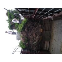 低價批發(fā)桂花苗，60到100CM高，四毛，100到150CM高，五毛