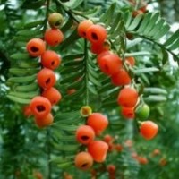 供應紅楓、紅葉石楠、雪松、銀杏、、種子