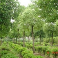 山東國(guó)槐，白蠟，法桐，合歡，垂柳，速生柳，107速生楊