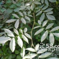 青錢柳(葉茶香甜可口）小苗批發(fā)