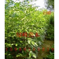 供１－３米【速生國(guó)槐＼白臘＼法桐】春樹＼【垂柳小苗＼毛白楊苗