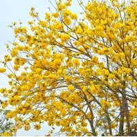 黃花風(fēng)鈴木小苗批發(fā)