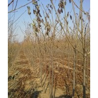 櫻花小苗、光輝海棠小苗、紅寶石海棠小苗