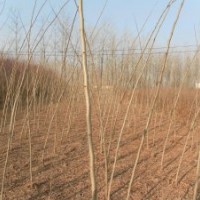 合歡幼苗，合歡種子