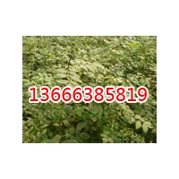 毛白楊價格,毛白楊基地,毛白楊規(guī)格價格