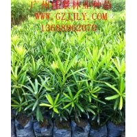 廠家批發(fā)供應(yīng)蘭嶼羅漢松種苗蘭嶼羅漢松小袋苗蘭嶼羅漢松種子