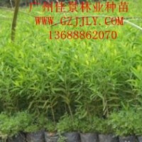 檀香種苗檀香營養(yǎng)苗檀香種子，首選廣州佳景林業(yè)種苗苗圃