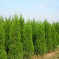 紅葉石楠價(jià)格、海桐球價(jià)格、枸骨球價(jià)格、枸骨 火棘