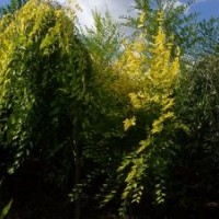供應(yīng)各種綠化苗木金葉榆,垂柳,金絲垂柳