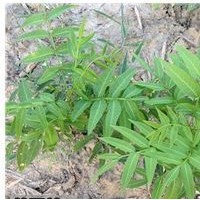 櫸樹一年生小苗