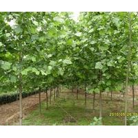 供應(yīng)法桐苗木基地
