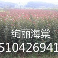 絢麗海棠/光輝海棠/王族海棠