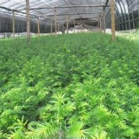 供應(yīng)紫杉苗 樹