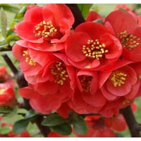 金焰繡線菊、珍珠繡線菊、日本繡線菊、貼梗海棠