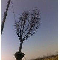 國(guó)槐苗木供應(yīng)