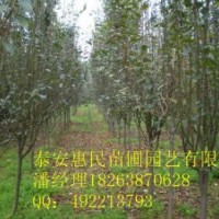 供應(yīng)西府海棠 北美海棠、垂絲海棠 0.5-4公分 品種齊全