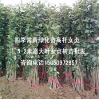 1.6米高大葉女貞苗大量批發(fā)貨源充足基地直銷高桿女貞樹苗
