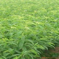 1-25公分國槐 1-10公分刺槐樹 1-10公分山桃